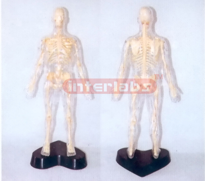 35CM TALL, TRANSPARENT AND DISSECTABLE HUMAN BODY WITH SKELETON